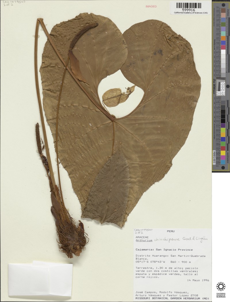 Anthurium chinchipense photo 2
