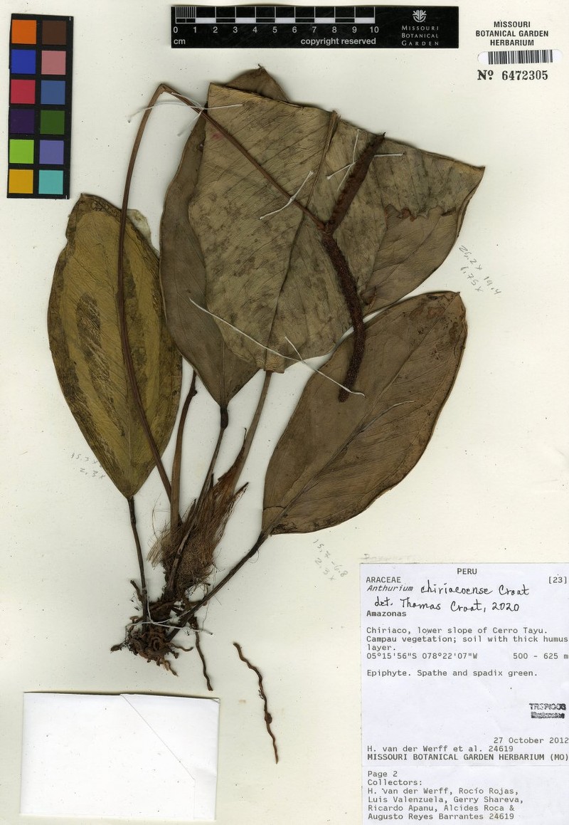 Anthurium chiriacoense