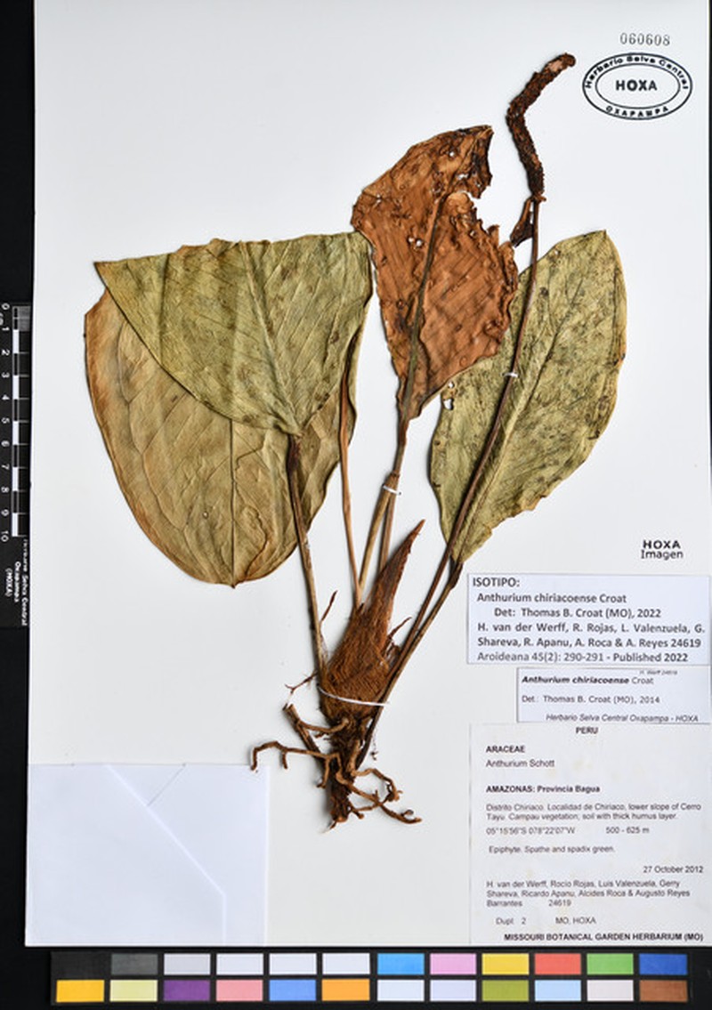 Anthurium chiriacoense photo 2