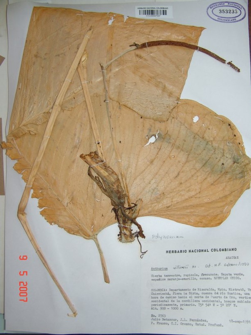 Anthurium chiriacoense photo 3