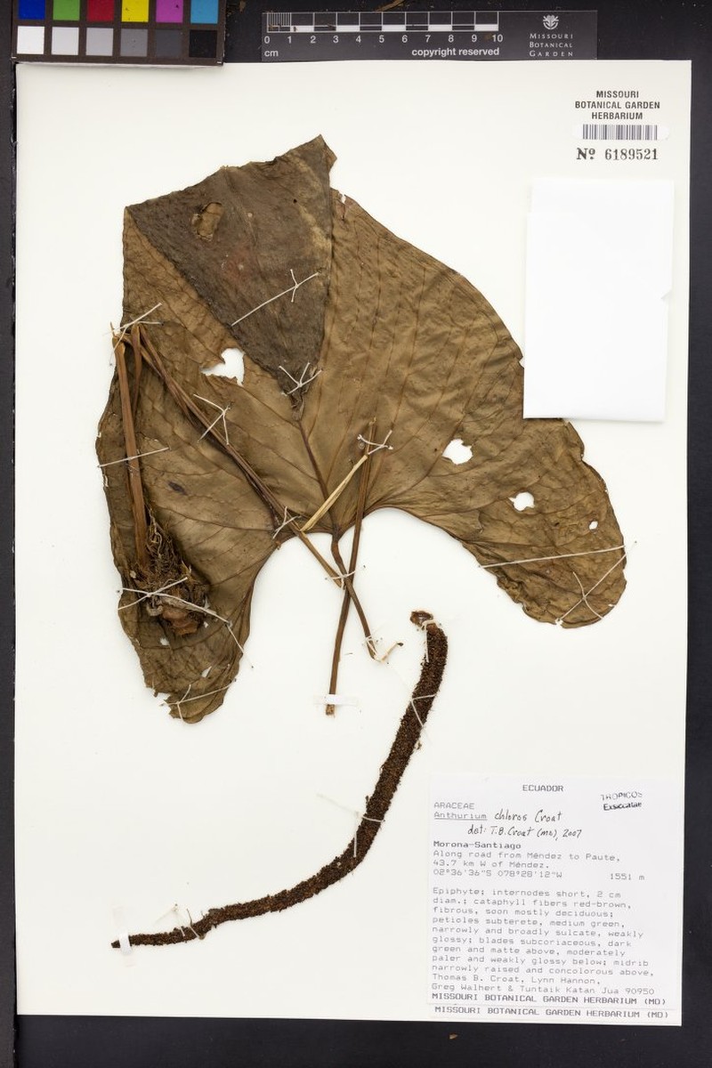Anthurium chloron
