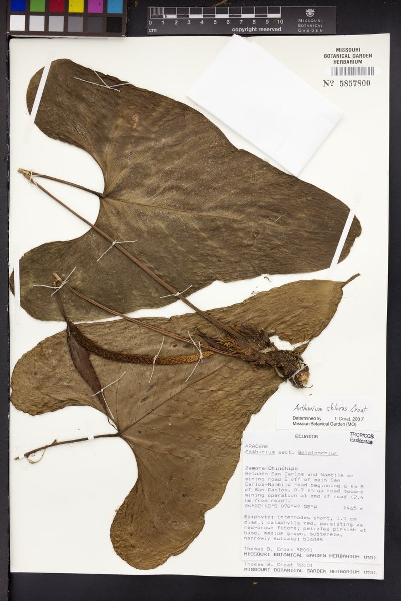 Anthurium chloron photo 2