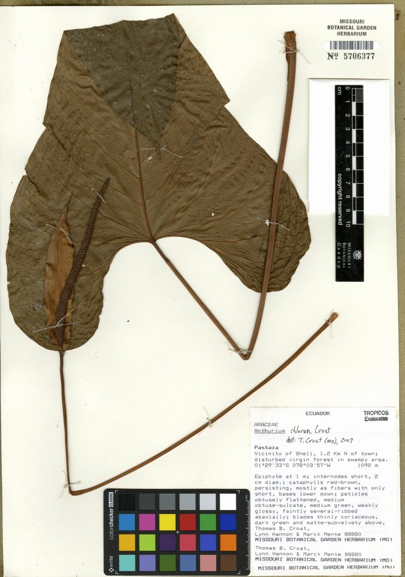 Anthurium chloron photo 3