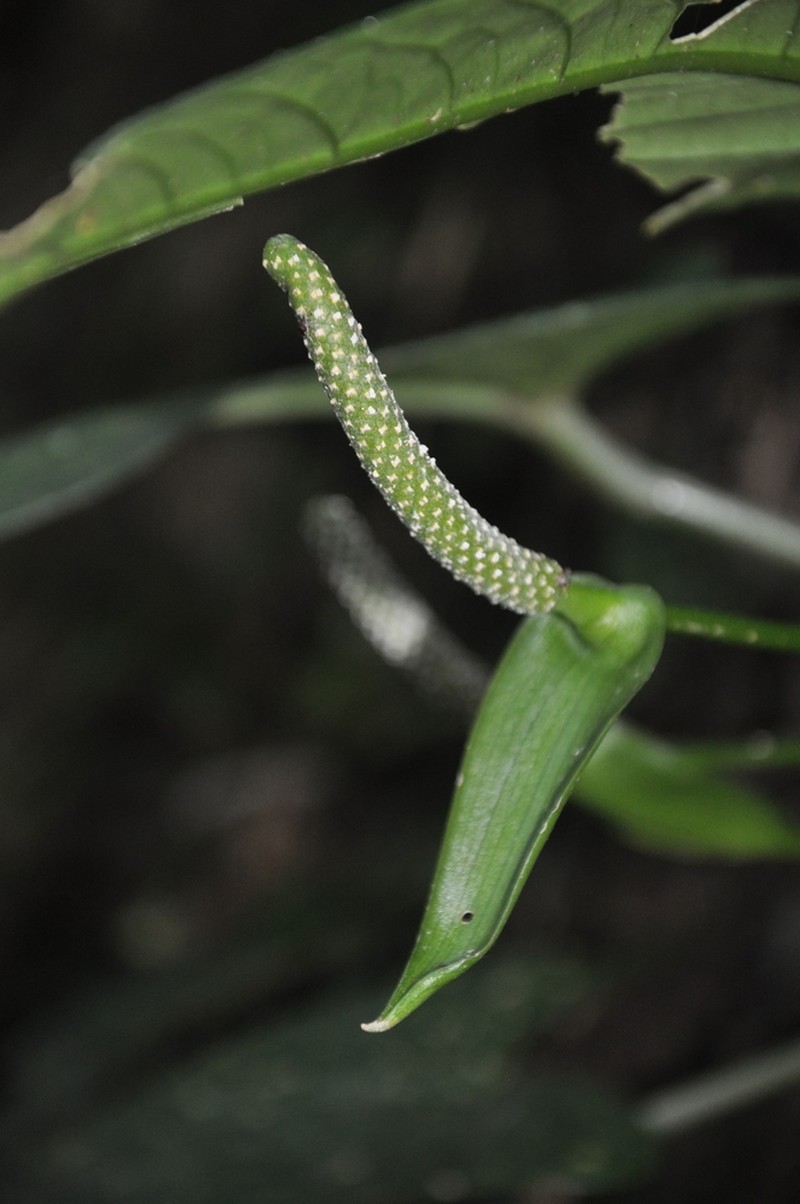 Anthurium chorranum photo 2