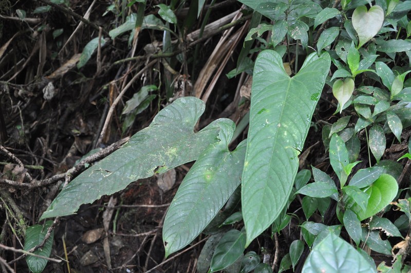 Anthurium chorranum photo 3