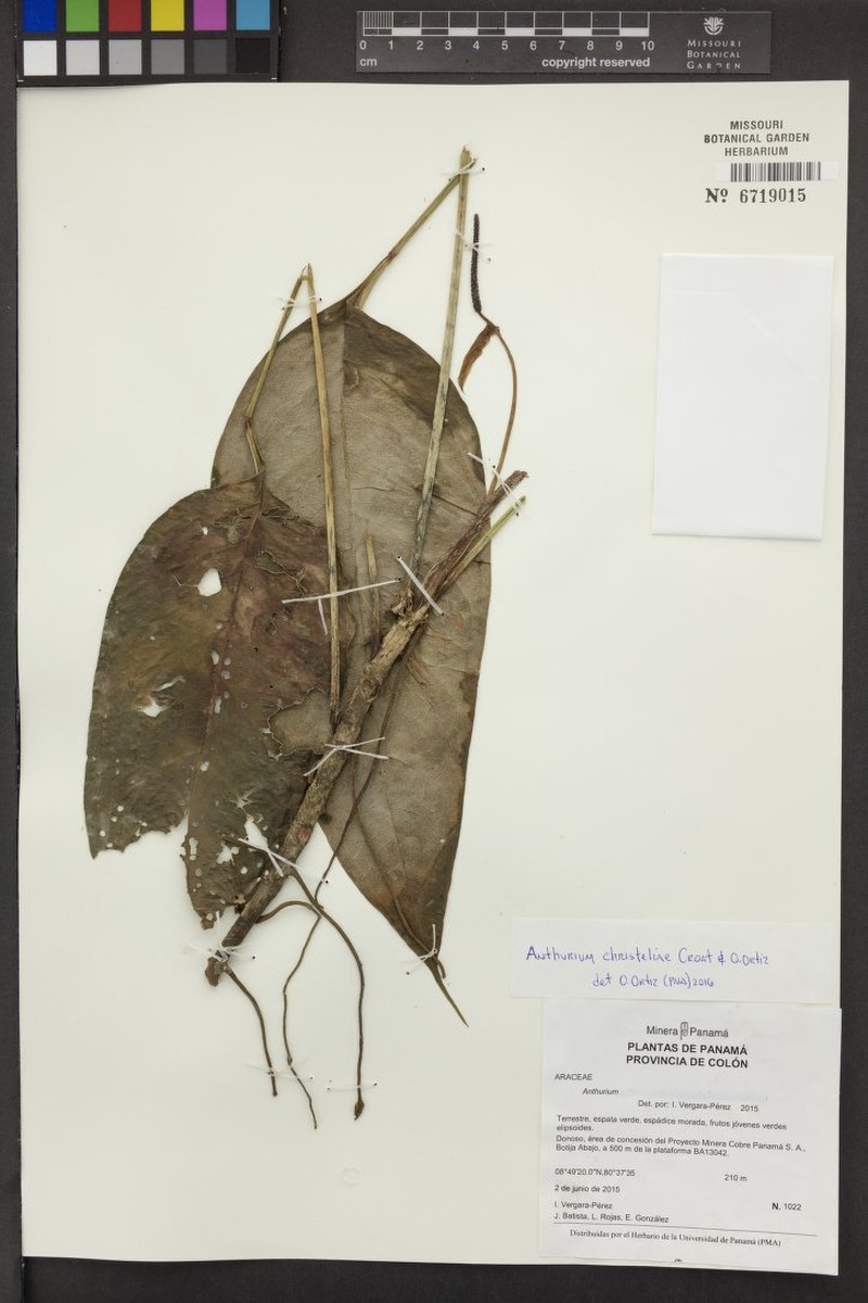 Anthurium christeliae