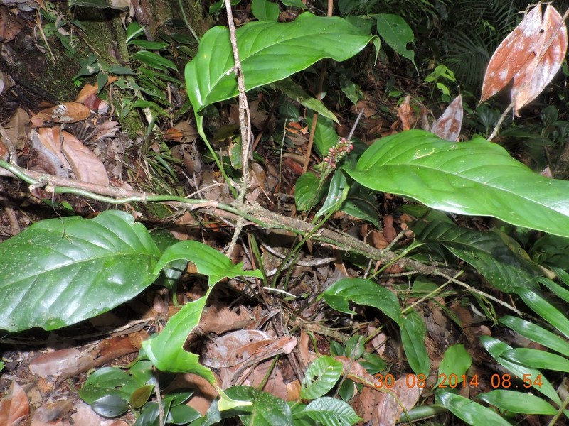 Anthurium christeliae photo 3