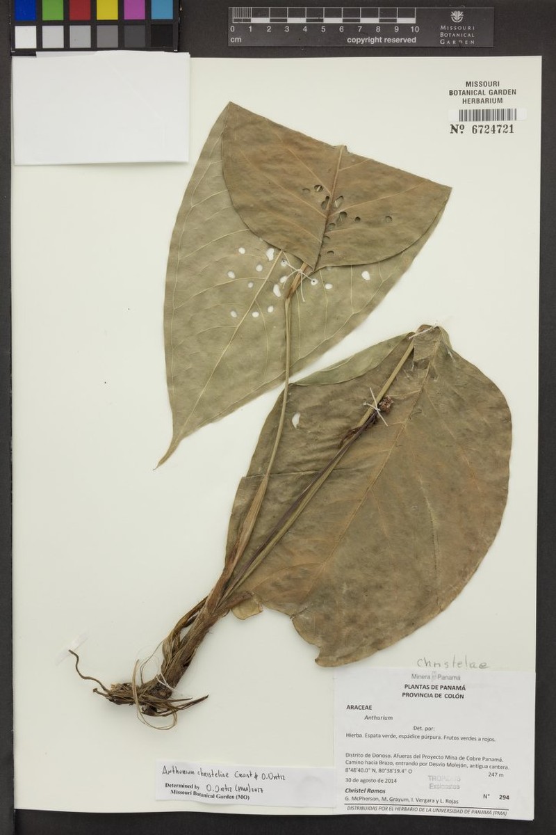 Anthurium christeliae photo 4