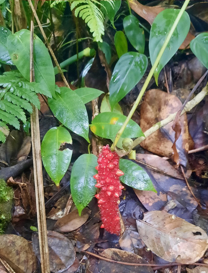 Anthurium chucantiense photo 6
