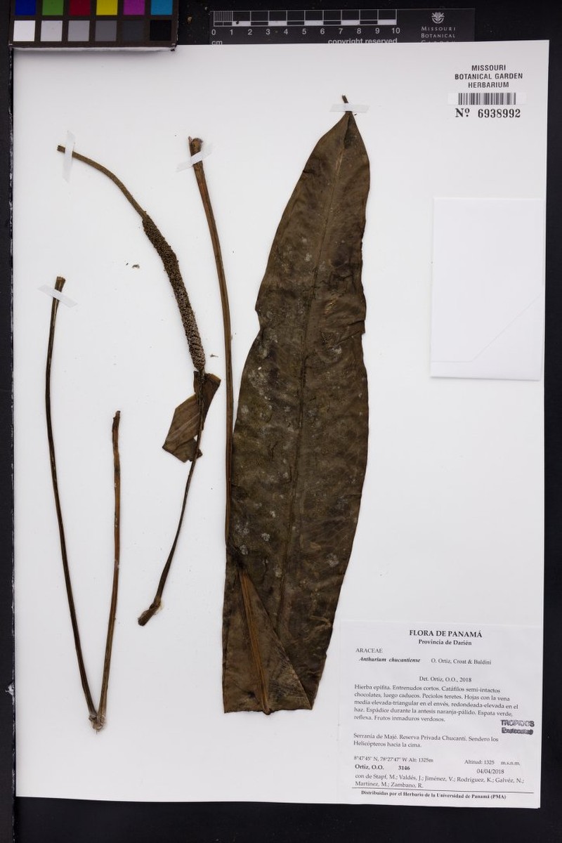 Anthurium chucantiense photo 7