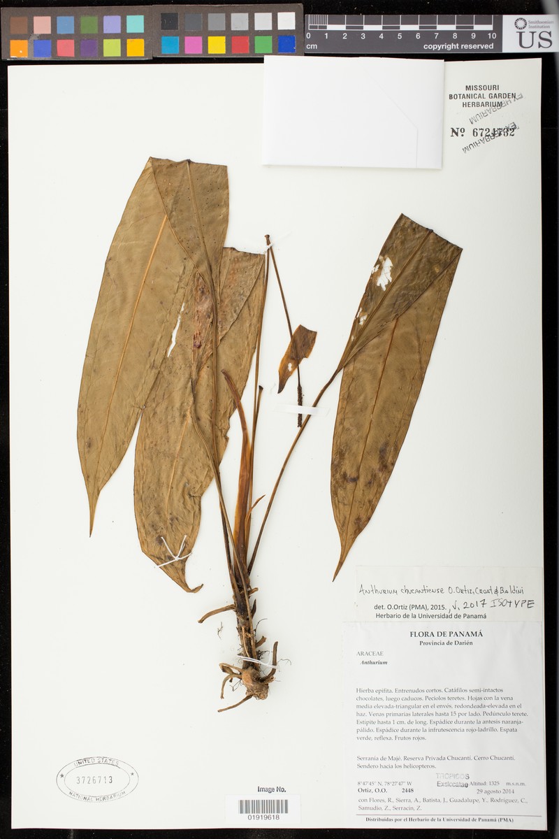 Anthurium chucantiense