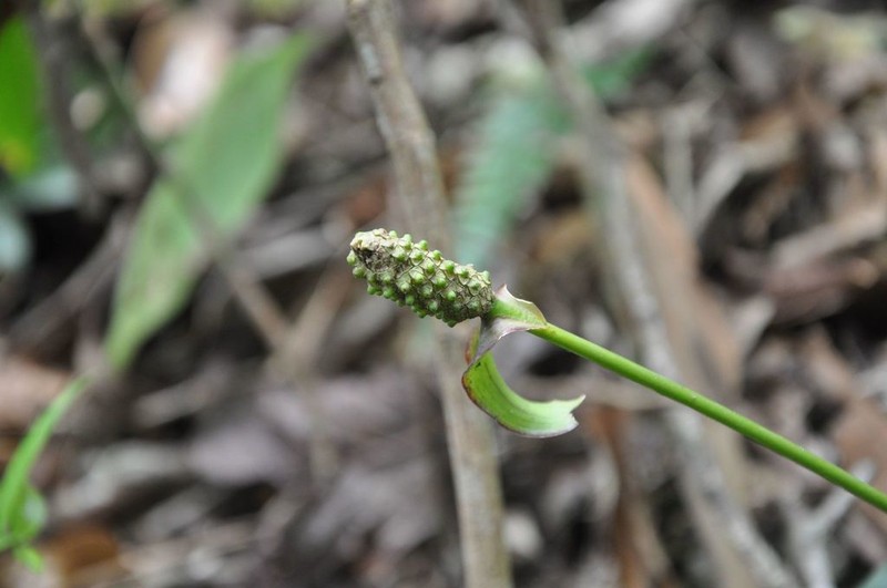 Anthurium chucantiense photo 2