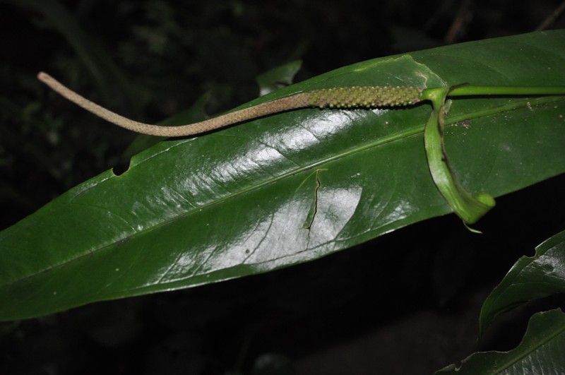 Anthurium chucantiense photo 3
