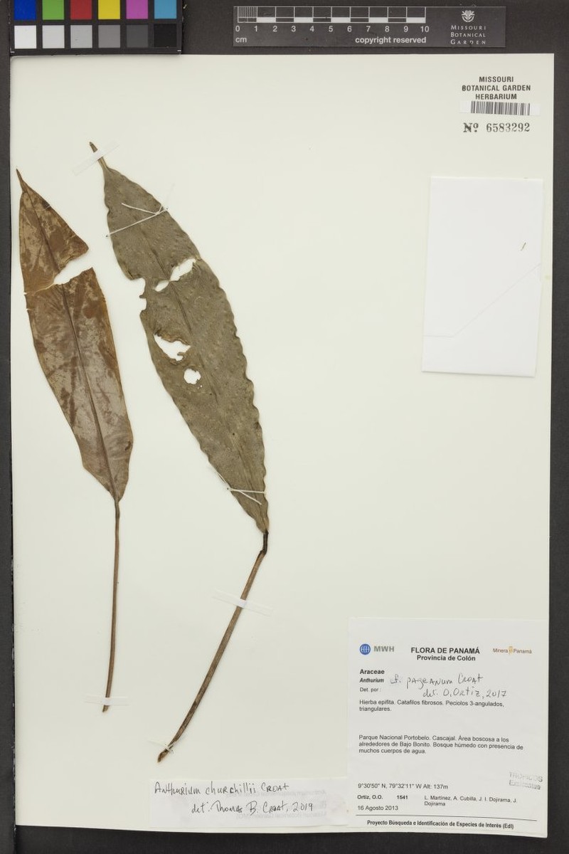 Anthurium churchillii