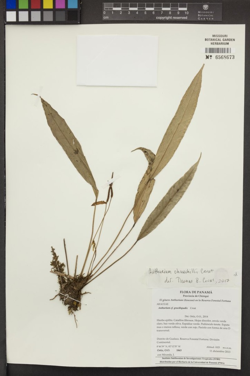Anthurium churchillii photo 2