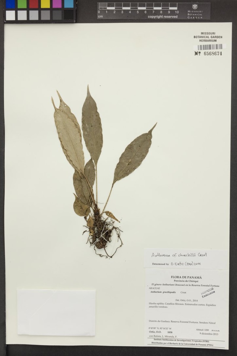 Anthurium churchillii photo 3