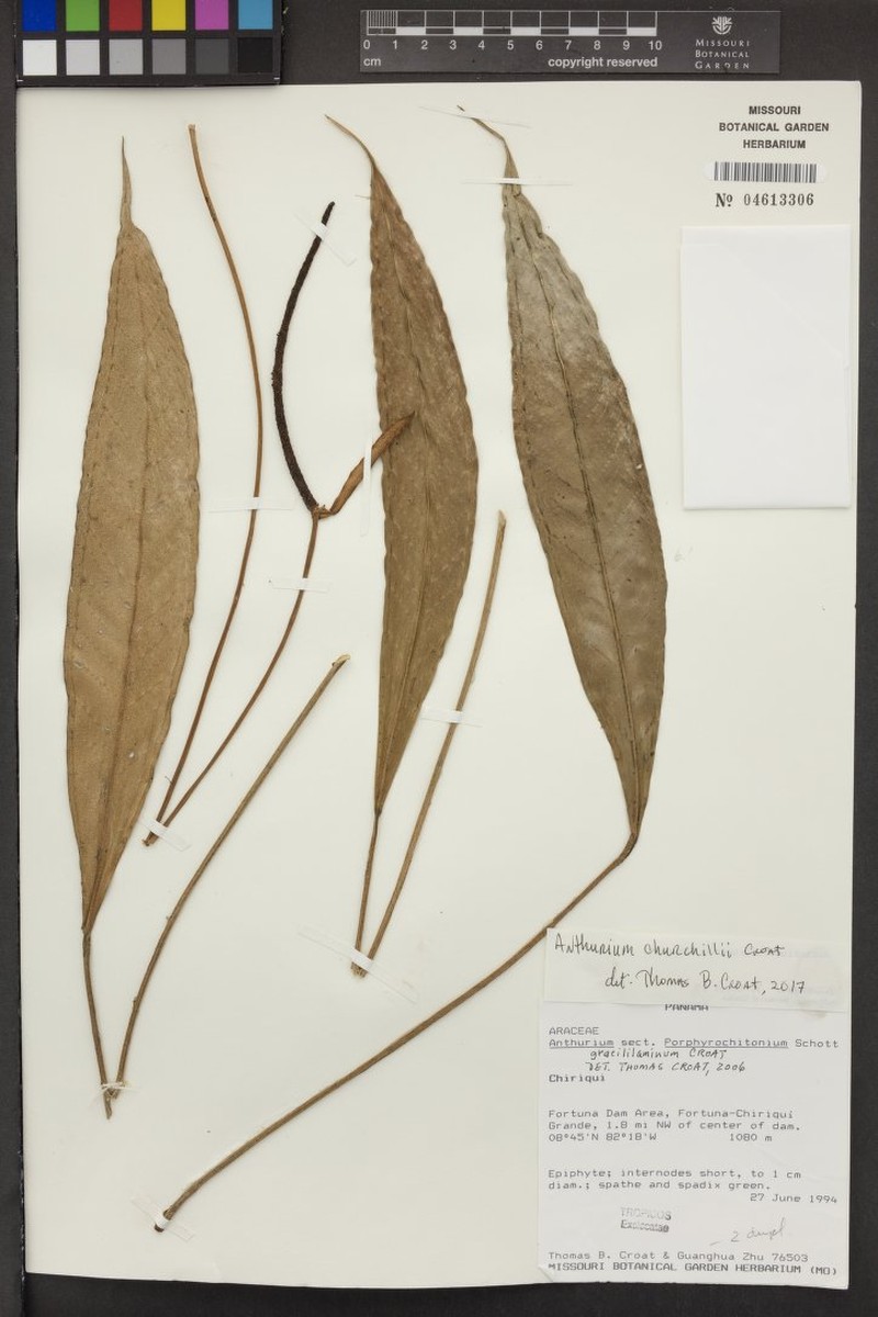 Anthurium churchillii photo 4