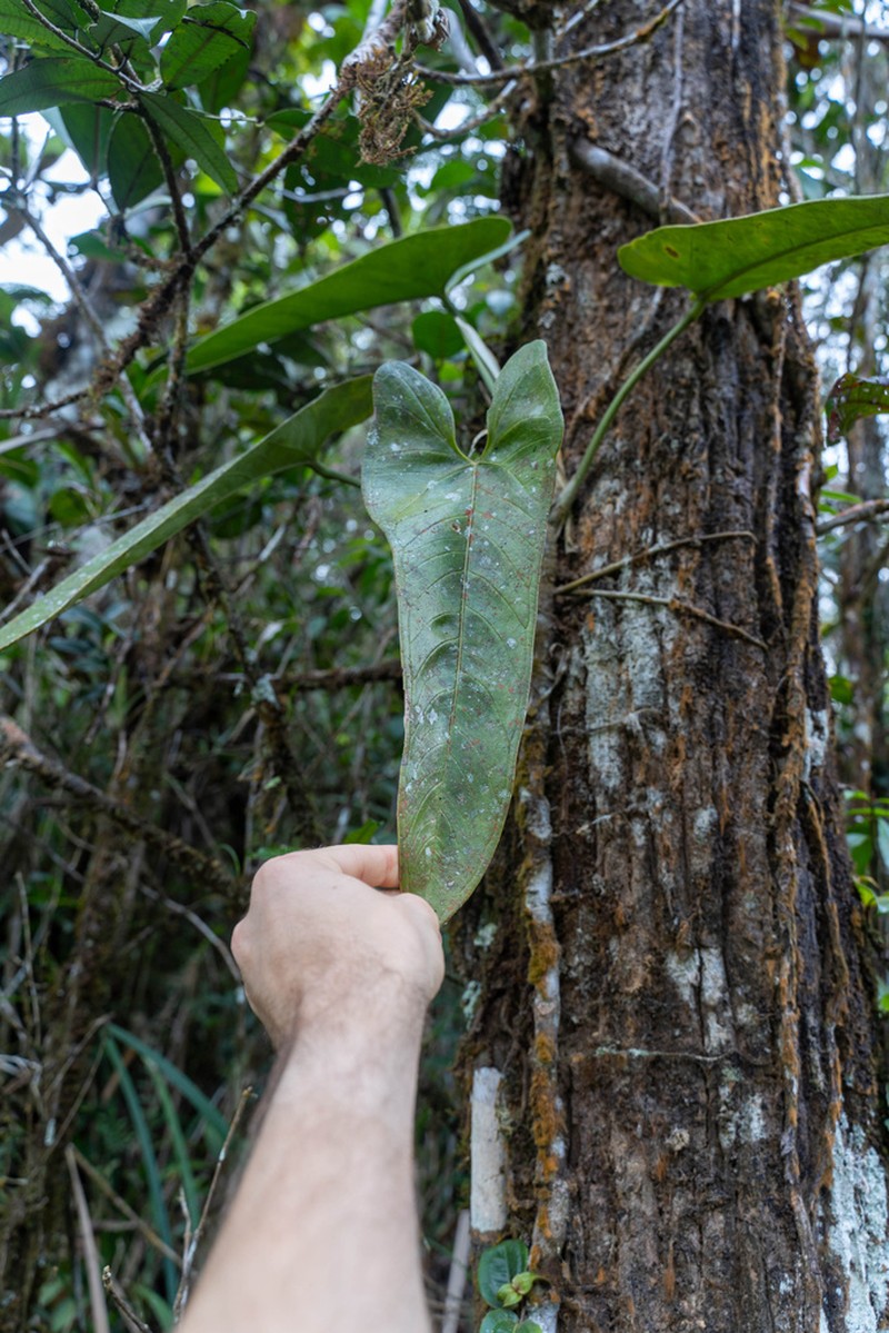 Anthurium cinereopetiolatum
