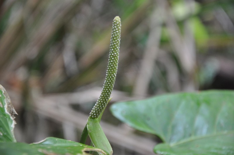 Anthurium cinereopetiolatum photo 2