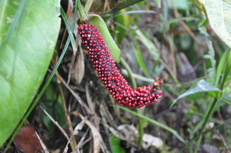 Anthurium cinereopetiolatum photo 3