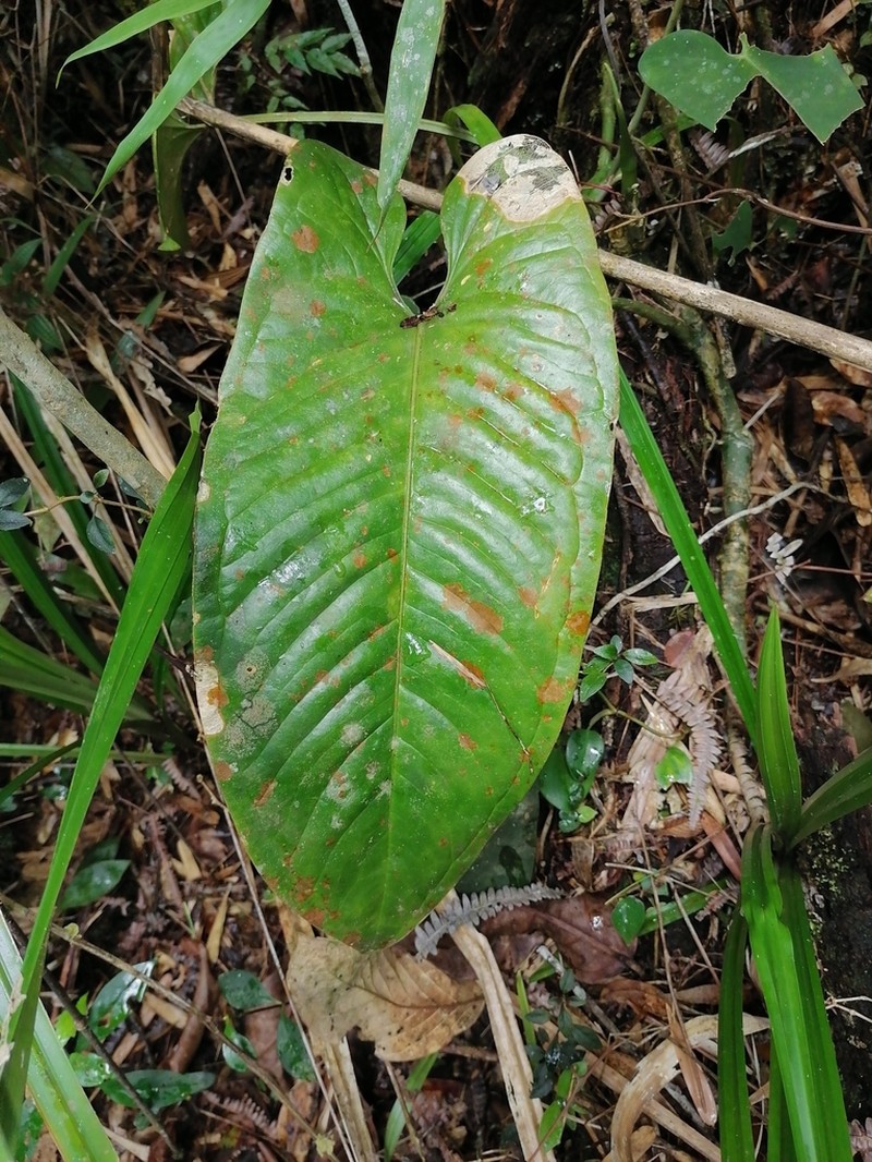 Anthurium cinereopetiolatum photo 5