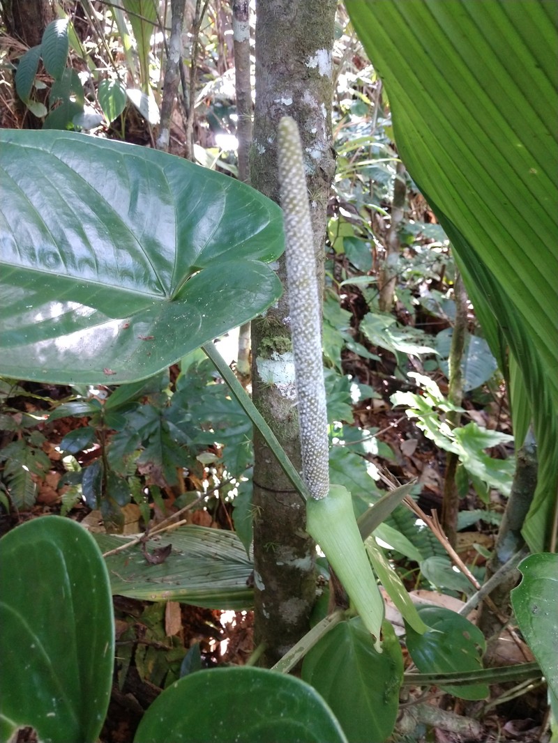 Anthurium cinereopetiolatum photo 7