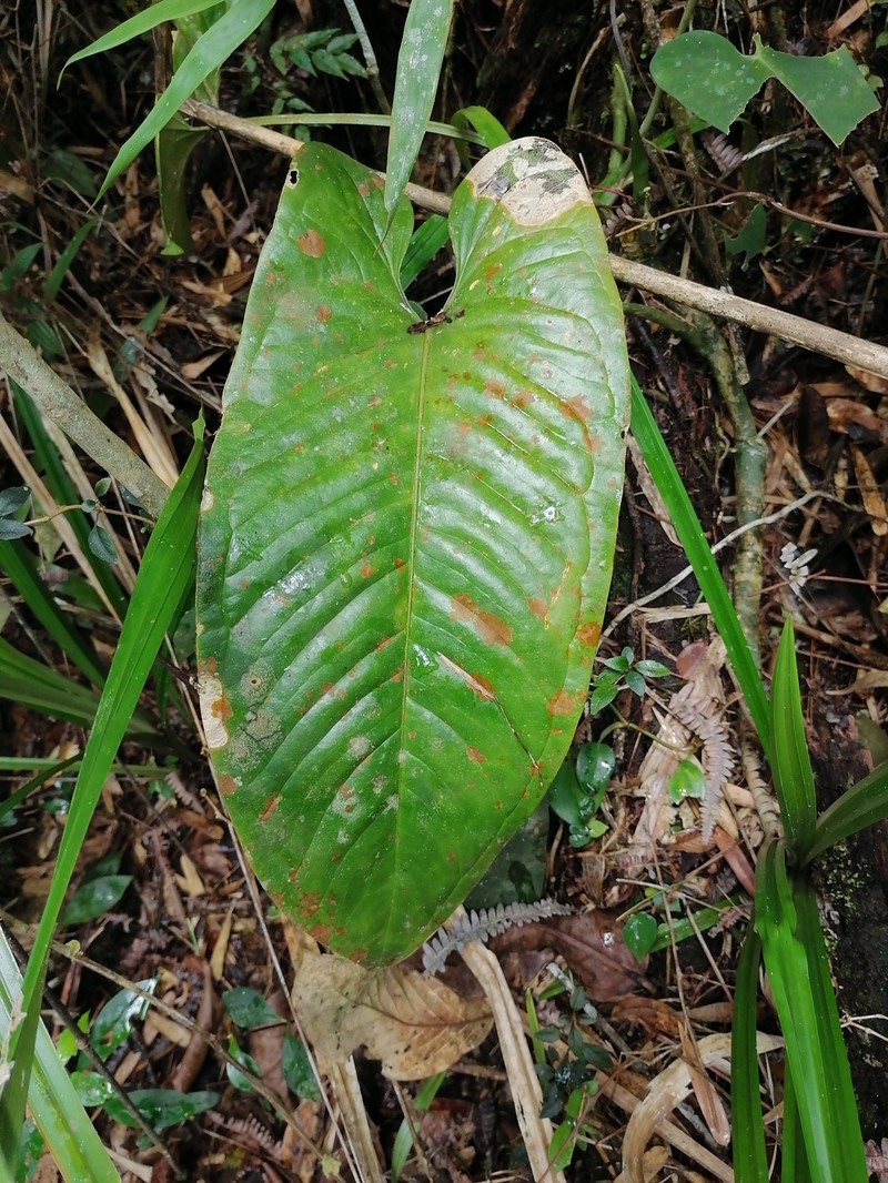 Anthurium cinereopetiolatum photo 8