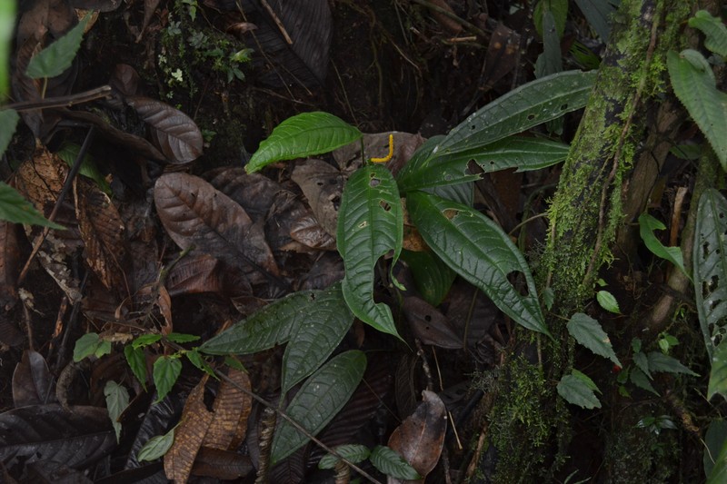 Anthurium citrifolium