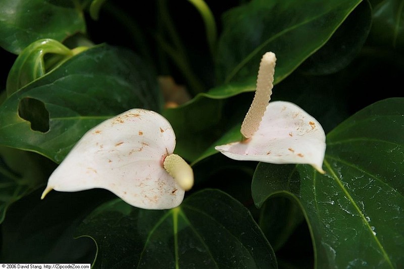 Anthurium clarinervium photo 2