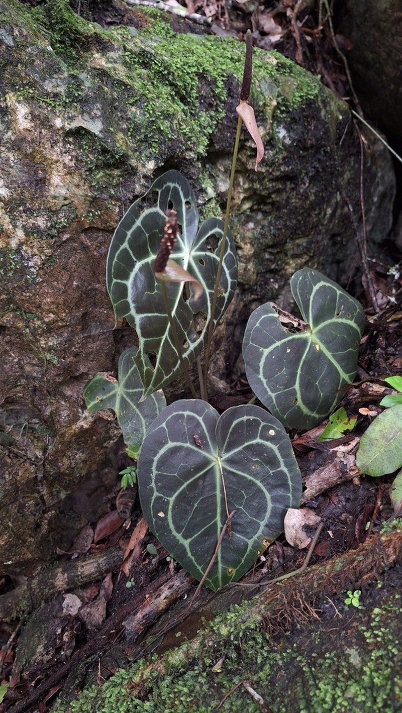 Anthurium clarinervium photo 3
