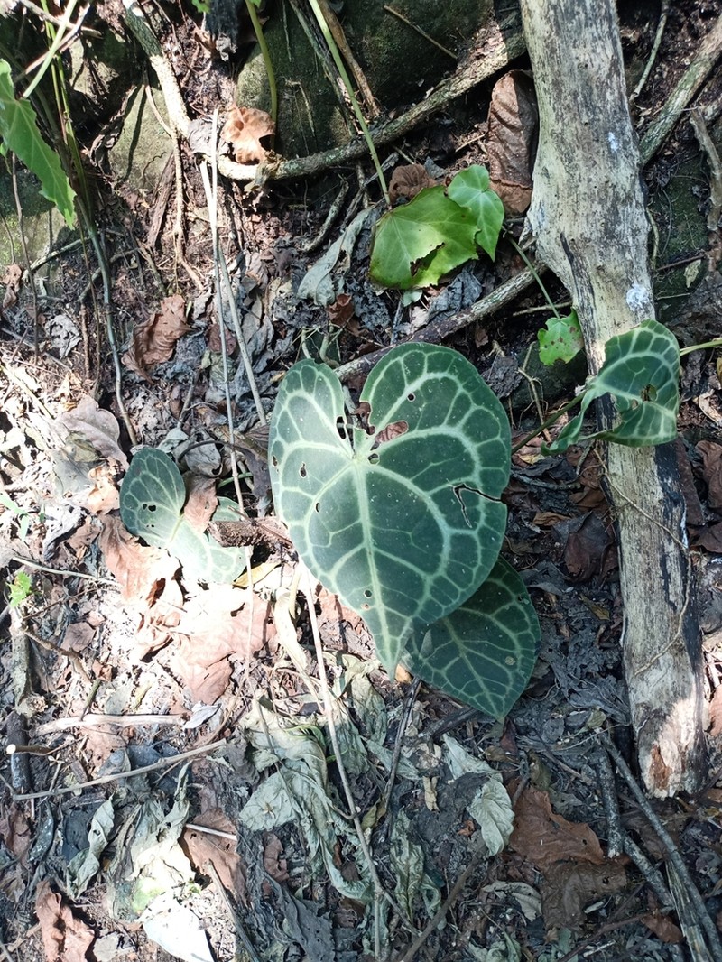 Anthurium clarinervium photo 4