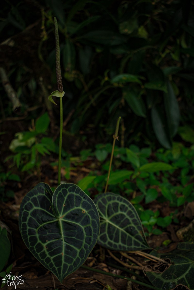 Anthurium clarinervium photo 5