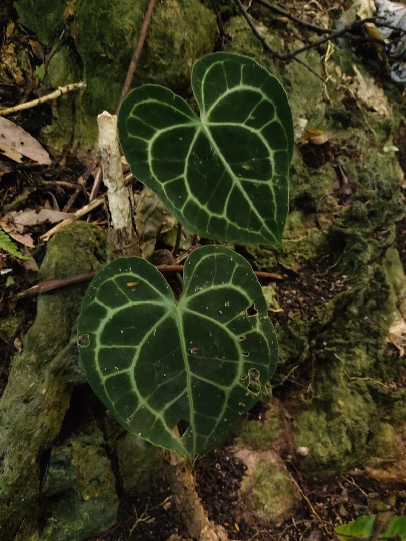 Anthurium clarinervium photo 6