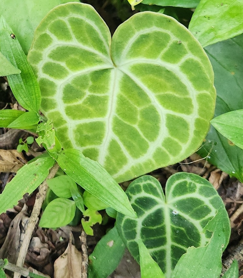 Anthurium clarinervium photo 7