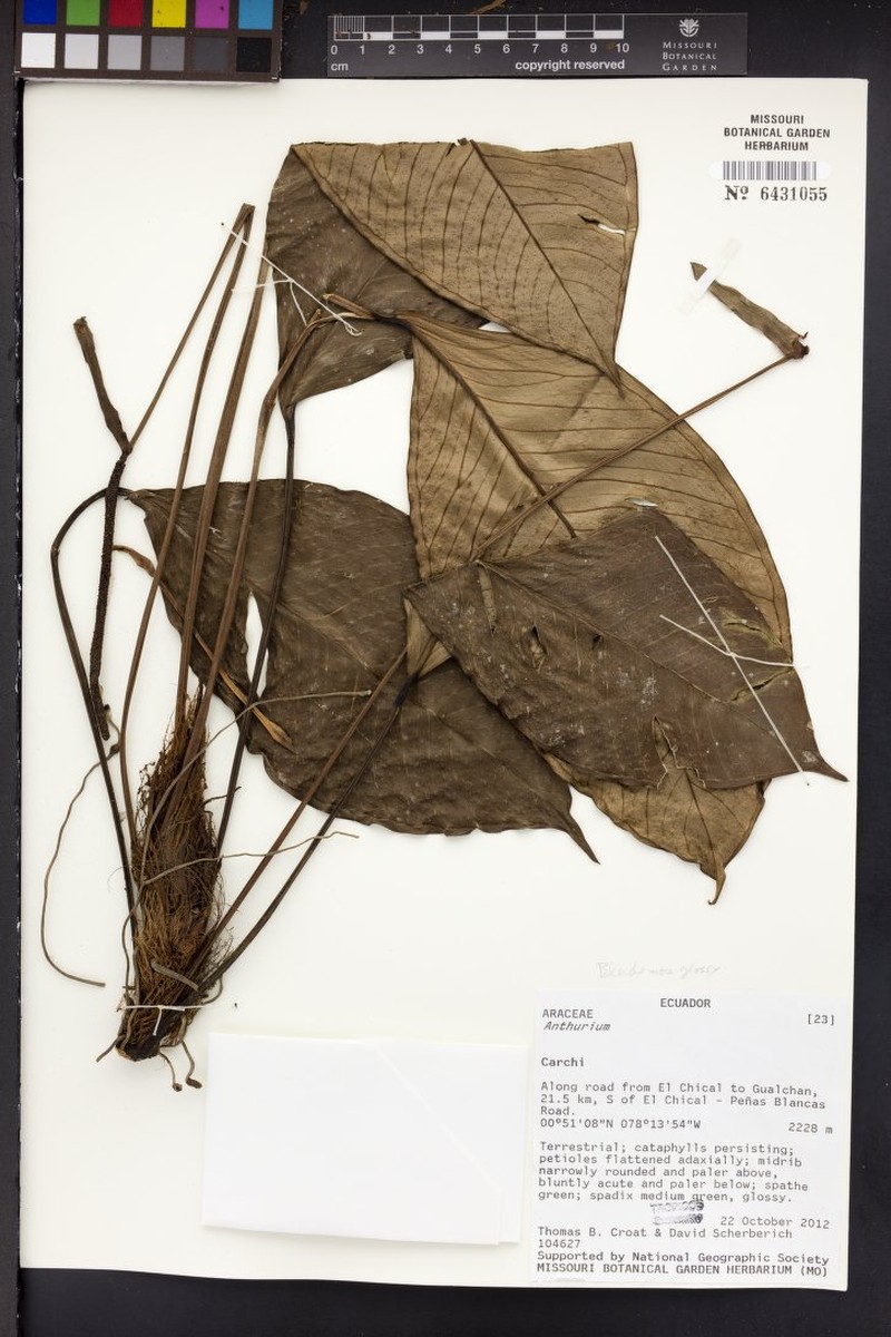 Anthurium claudiae
