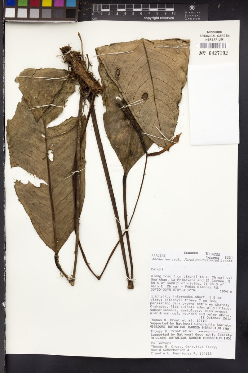 Anthurium claudiae photo 2