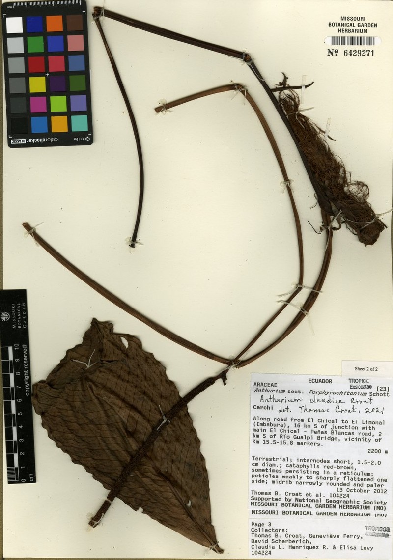 Anthurium claudiae photo 3