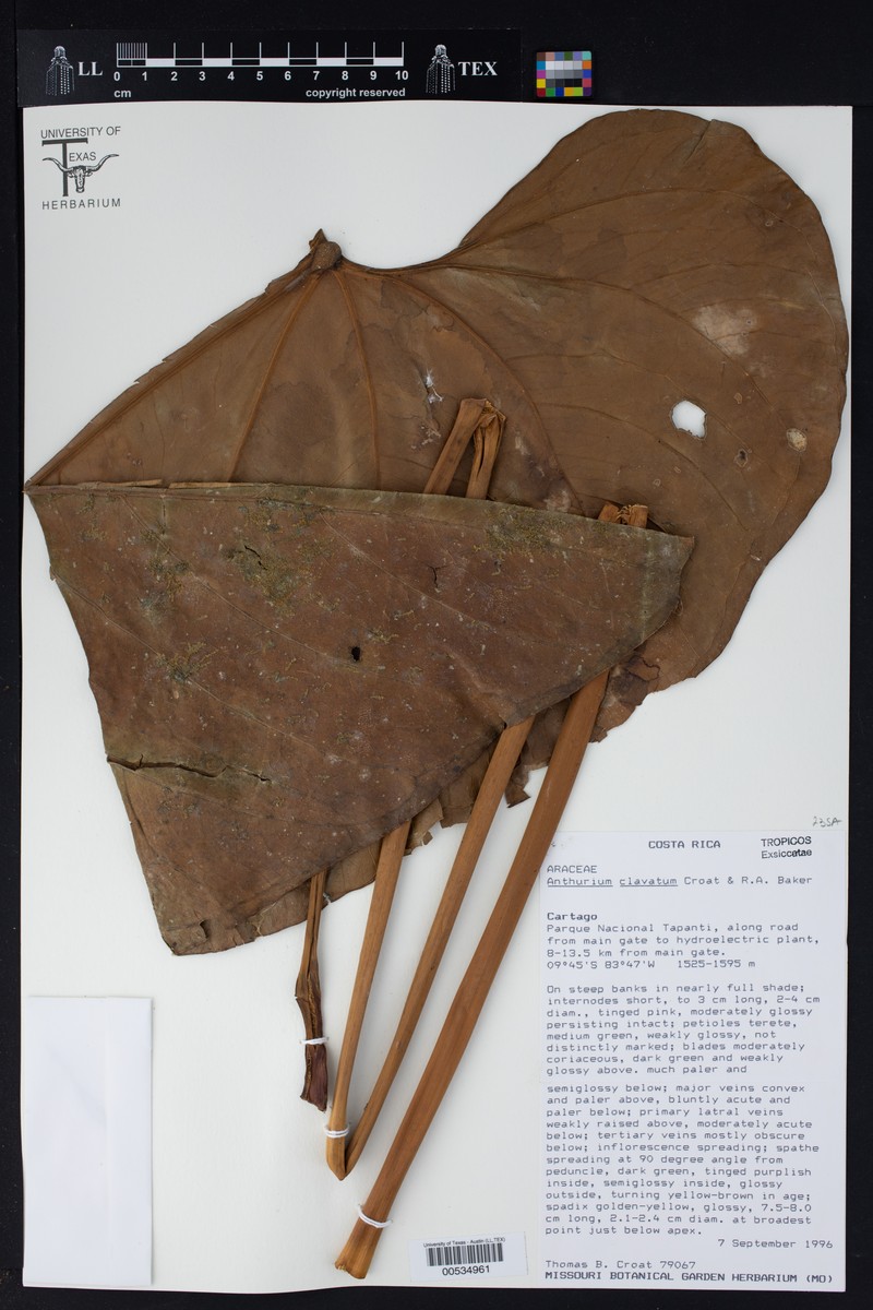 Anthurium clavatum