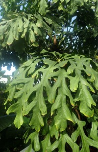 Anthurium clavigerum
