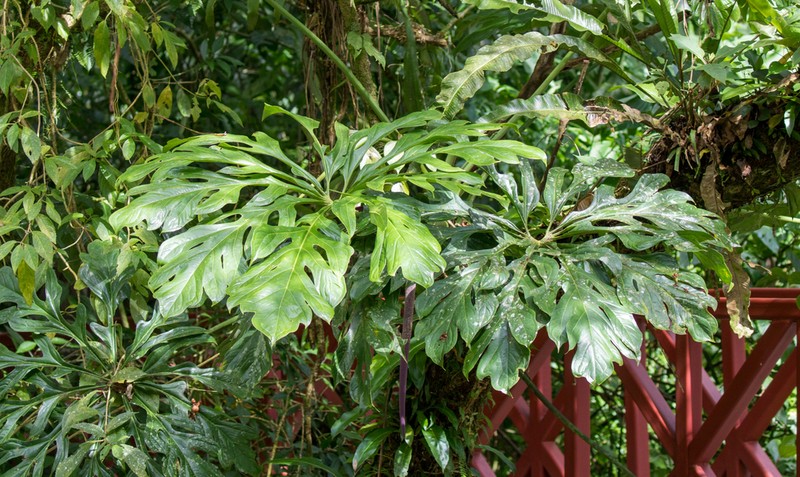 Anthurium clavigerum photo 4