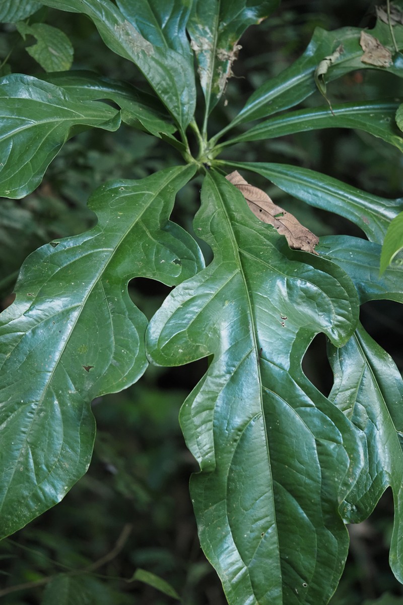 Anthurium clavigerum photo 5