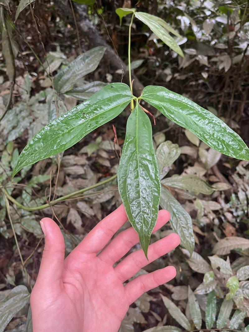 Anthurium clavigerum photo 6