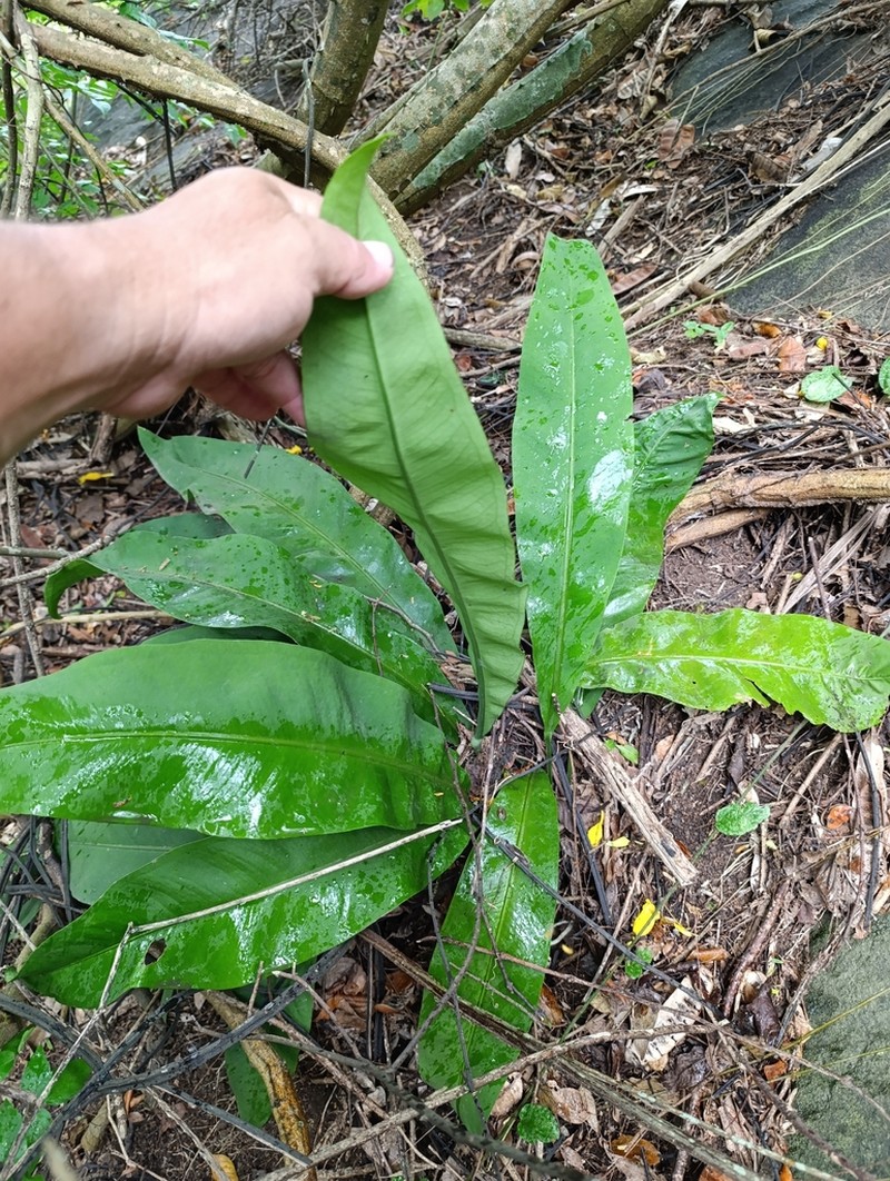 Anthurium cleistanthum