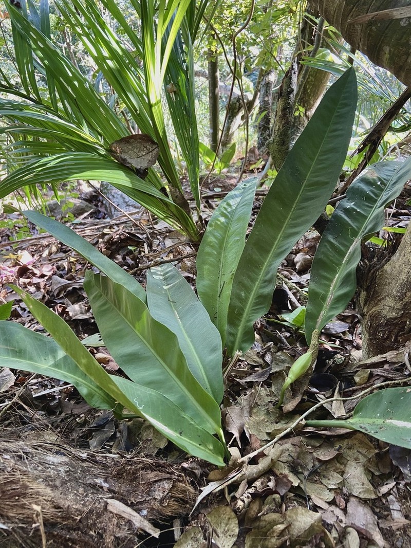 Anthurium cleistanthum photo 2