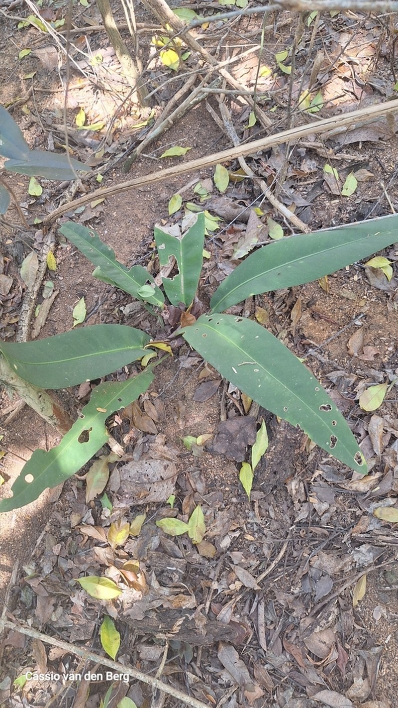 Anthurium cleistanthum photo 3