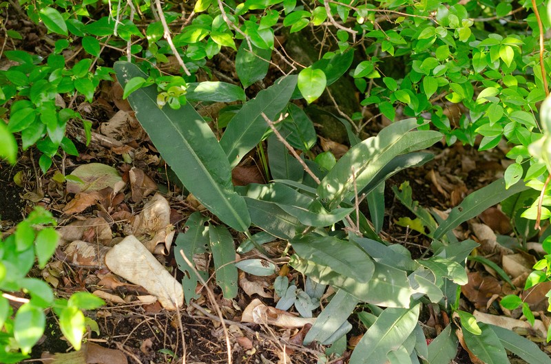 Anthurium cleistanthum photo 4