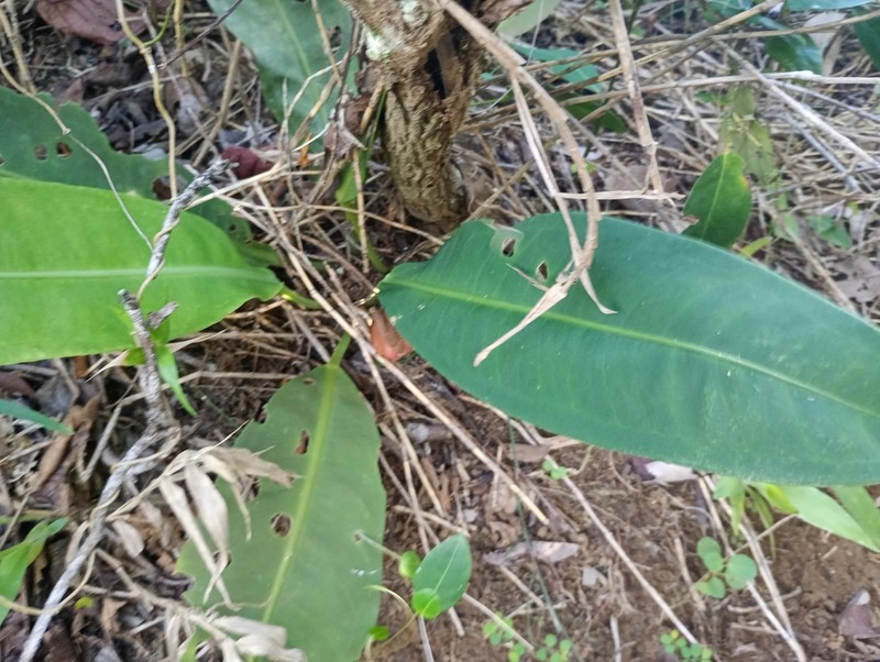 Anthurium cleistanthum photo 5