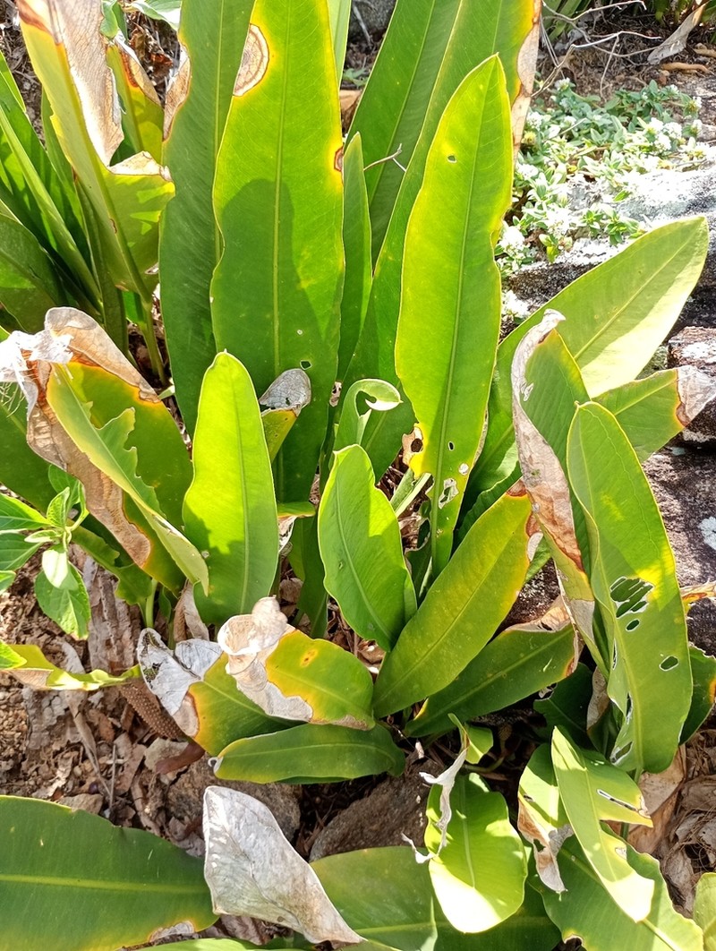 Anthurium cleistanthum photo 6