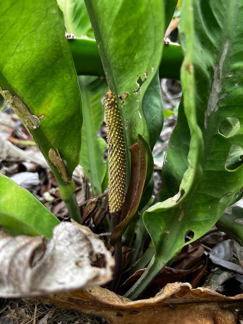 Anthurium cleistanthum photo 7