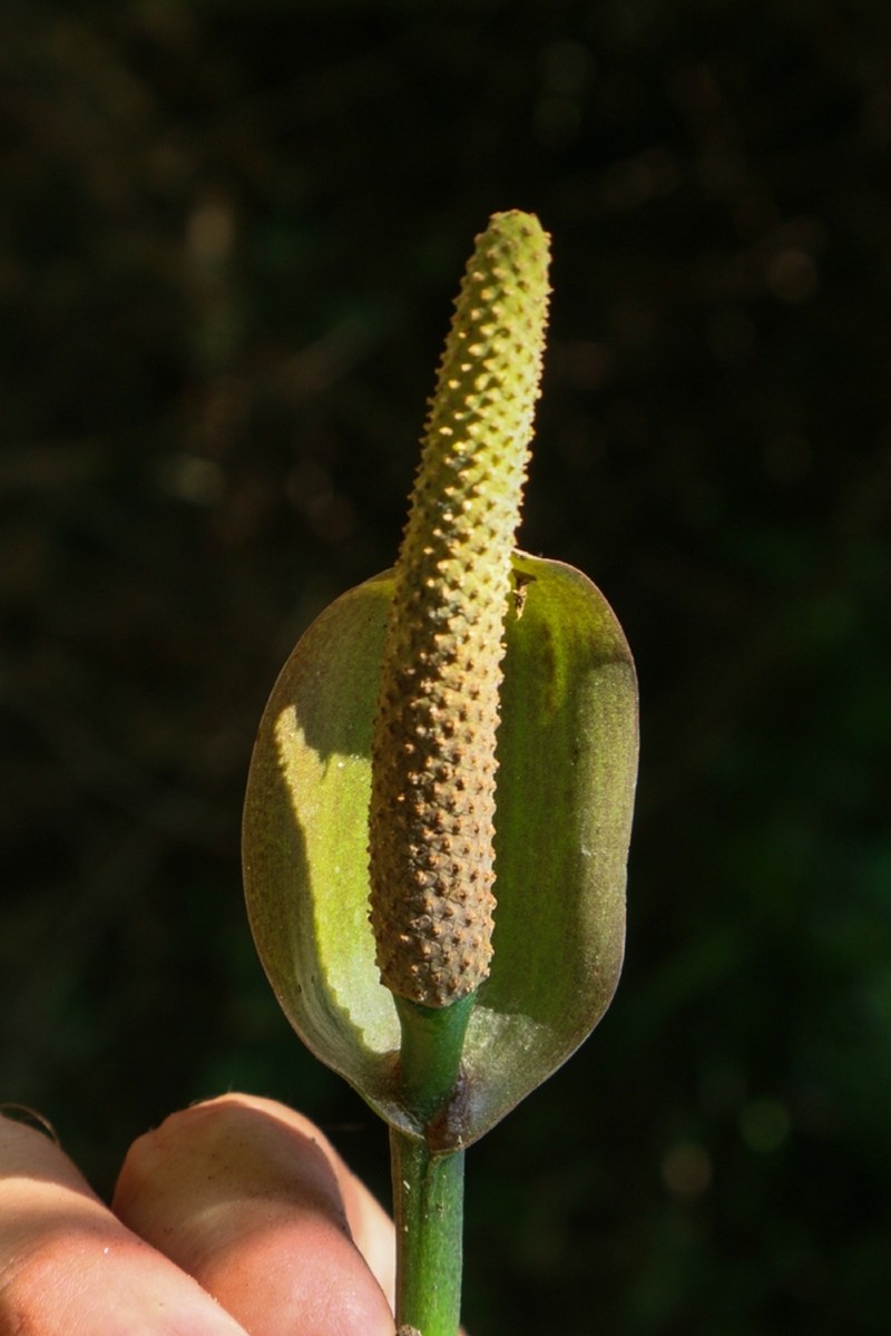 Anthurium cleistanthum photo 8